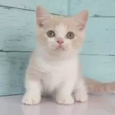 マンチカン(短足)【東京都・男の子・2025年7月25日・クリームタビー&ホワイト】の写真6