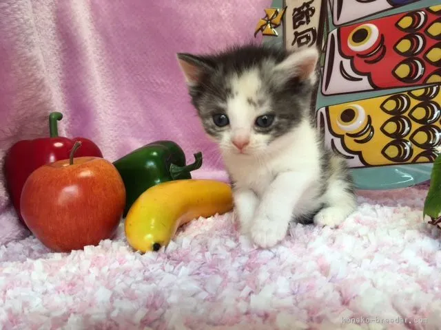 ID：1705-00500の子猫