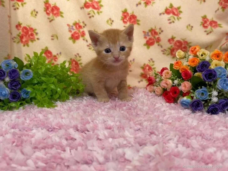 ID:2104-02031の子猫
