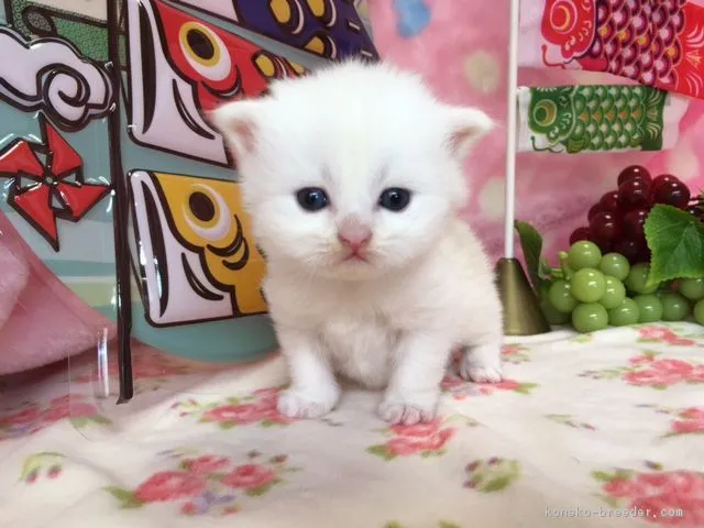 ID：1704-01246の子猫