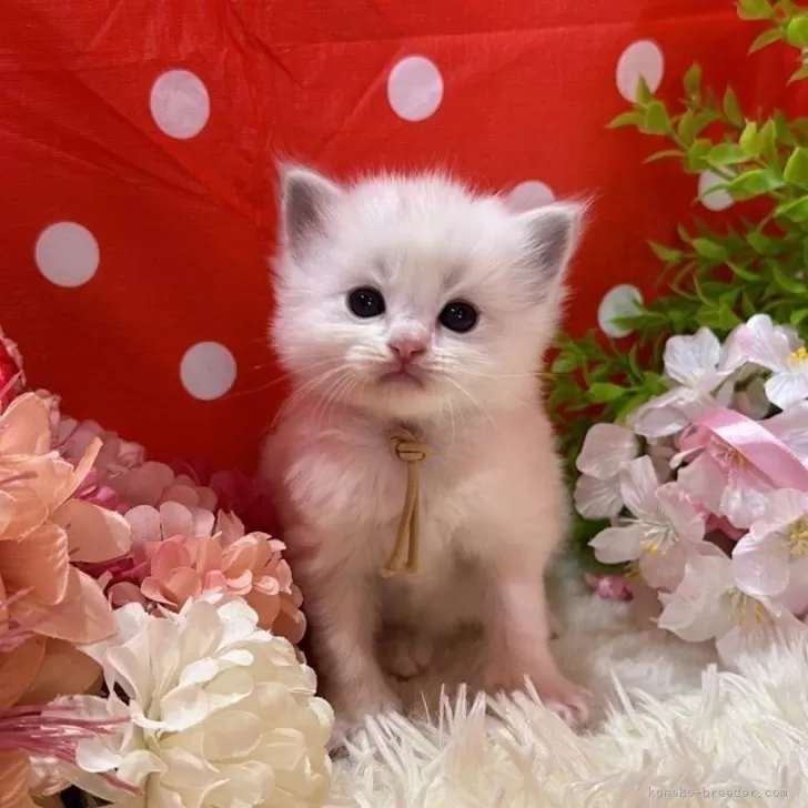 ID：2403-01586の子猫