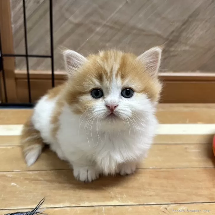 ID：2403-01579の子猫