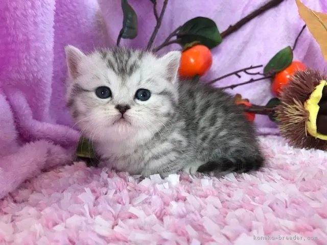 ID：1811-00296の子猫