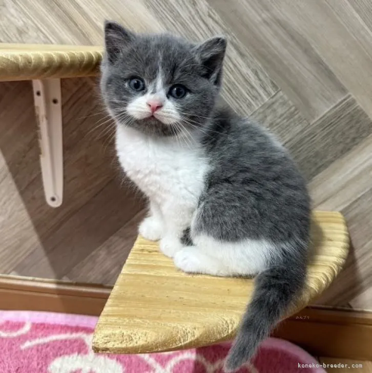 いつこ 様のお迎えした子猫