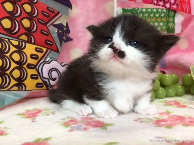 ID：1704-01255の子猫