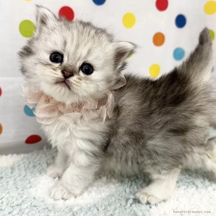 ID:2412-01321の子猫