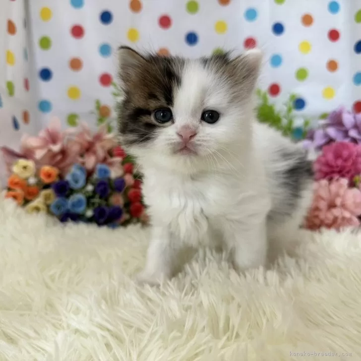 ID:2401-00831の子猫