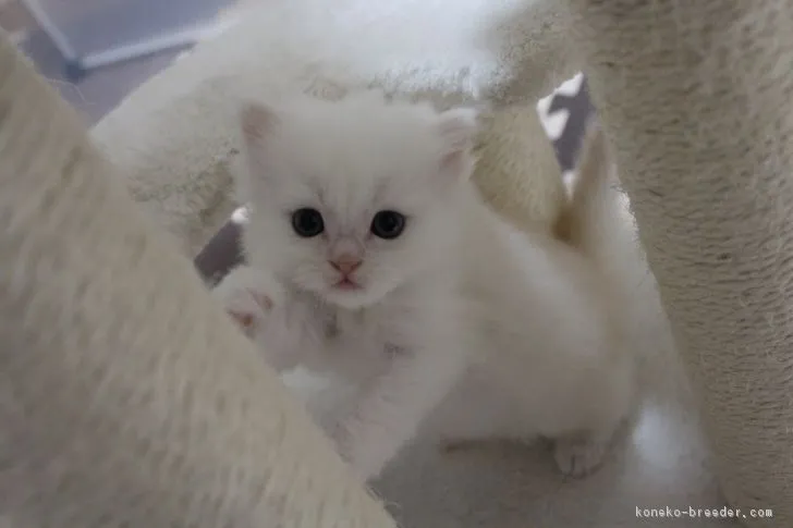 ID：1711-00809の子猫