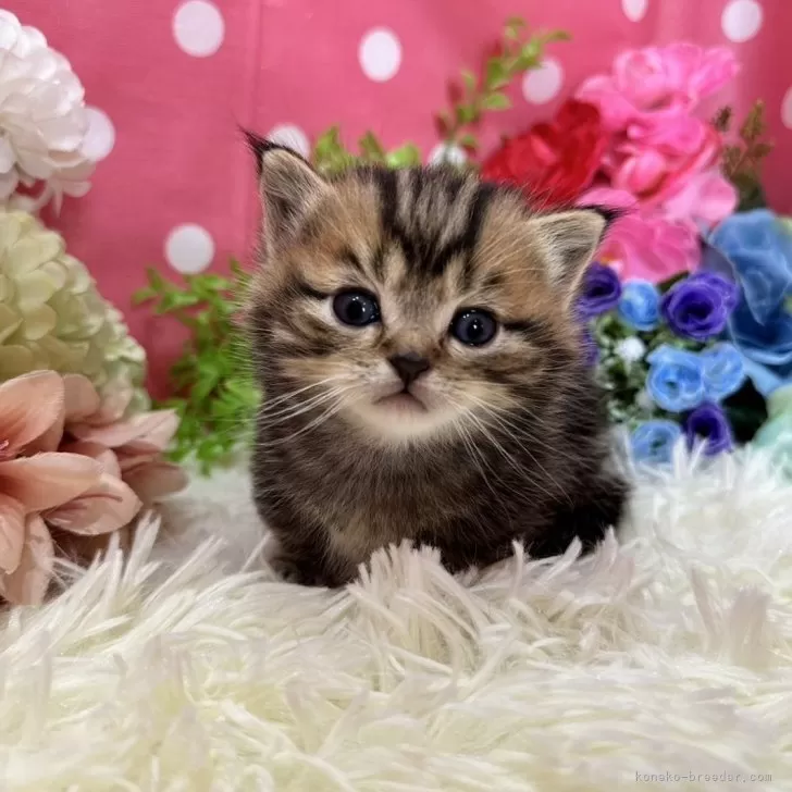 ID：2402-01227の子猫