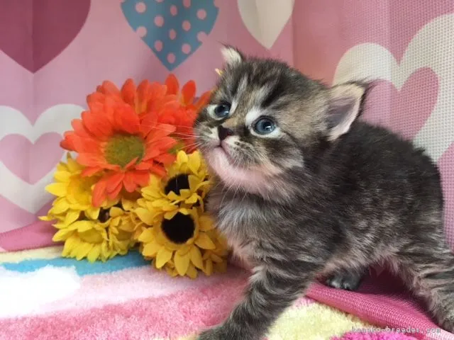 ID：1709-00133の子猫