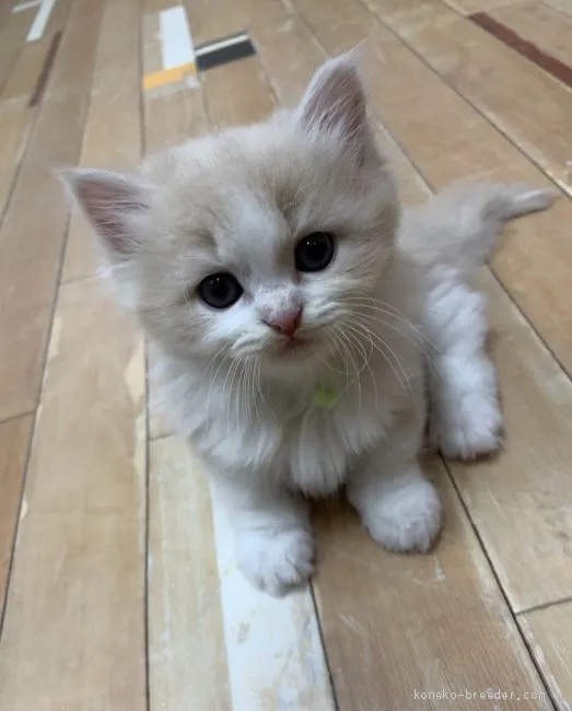 ID:1909-01930の子猫