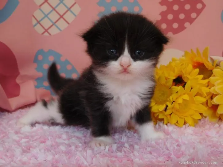 ID：1607-00977の子猫