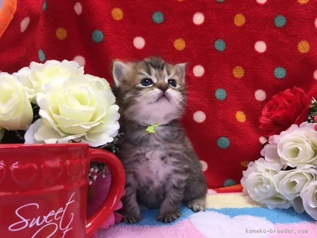ID：1805-00220の子猫