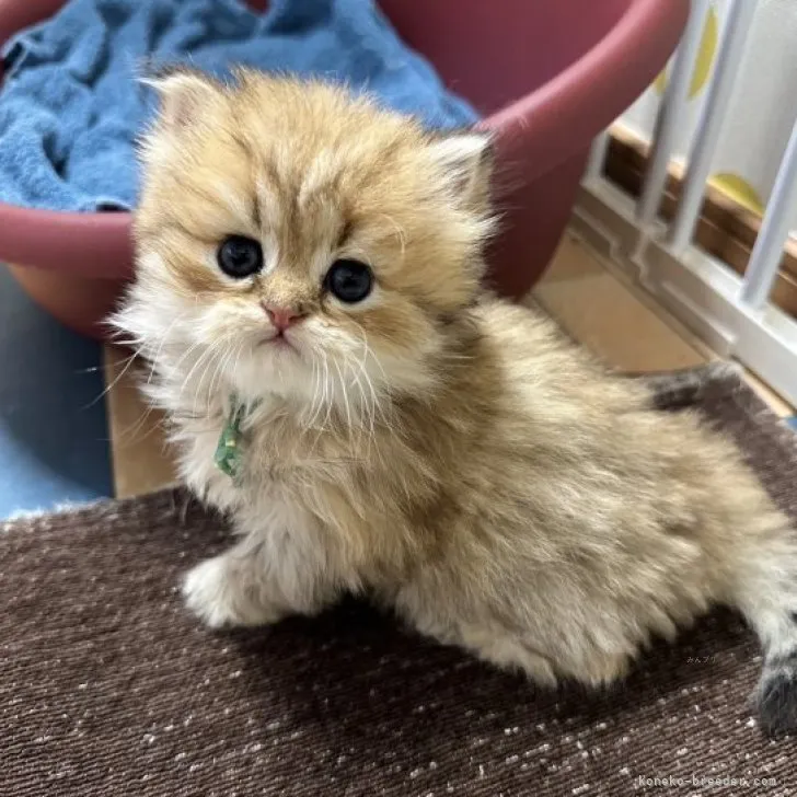 ID：2310-02463の子猫