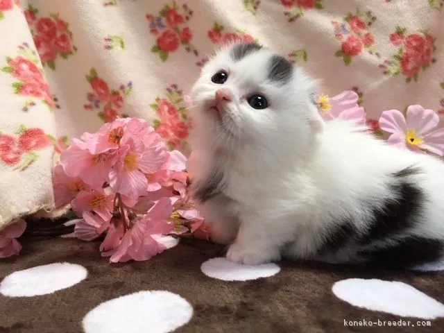さっちゃん 様のお迎えした子猫