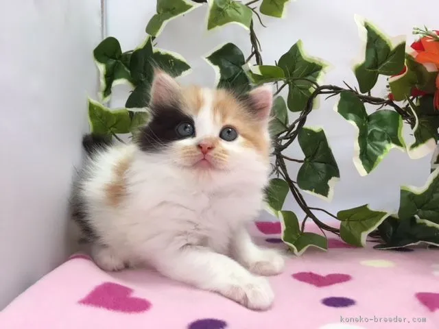 ID：1806-01581の子猫