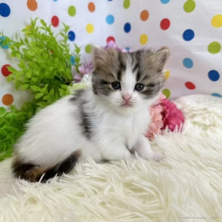 ジュン 様のお迎えした子猫