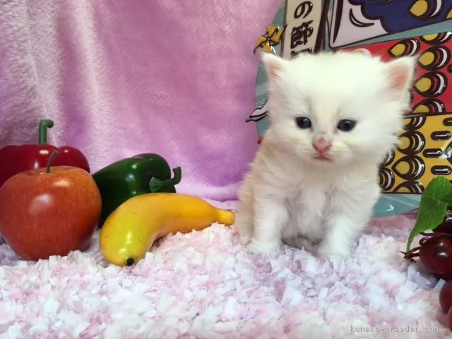 ID：1705-00504の子猫