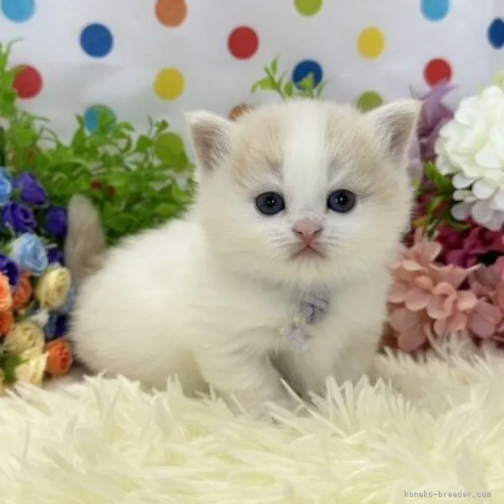 ID:2308-03196の子猫