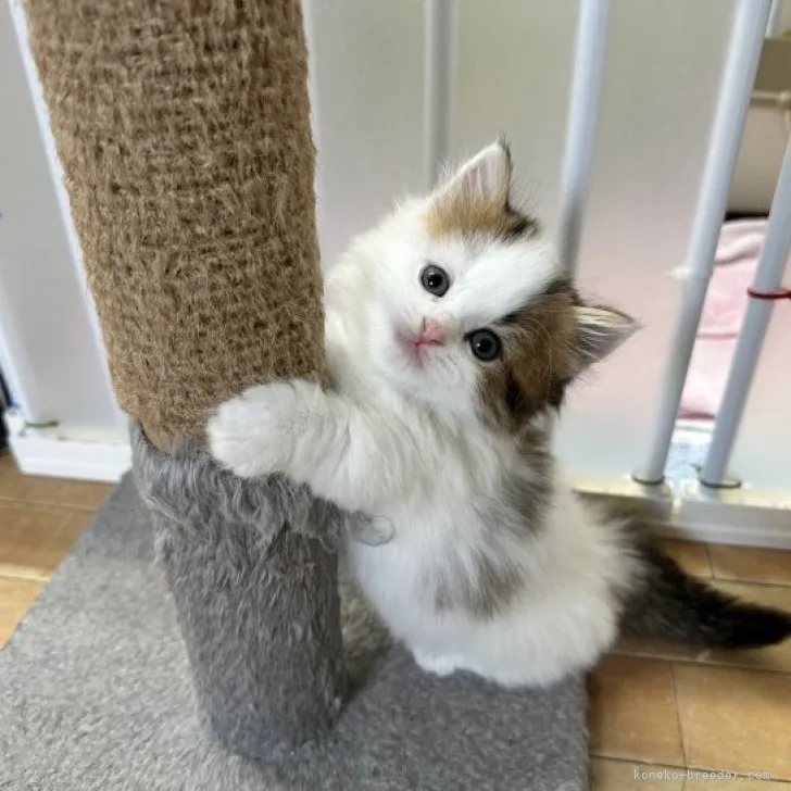 ID:2304-01988の子猫