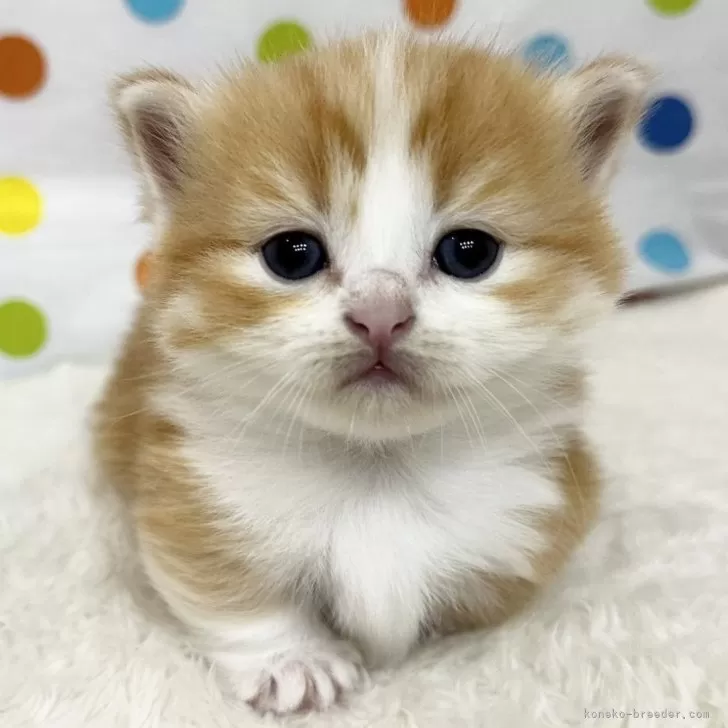 ID:2411-02378の子猫