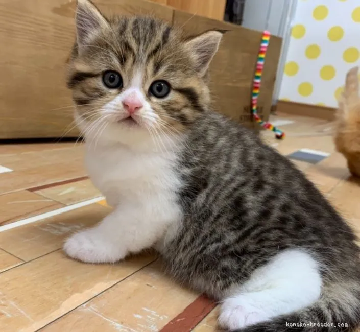 ID:1911-01775の子猫