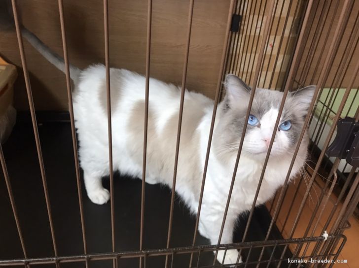 ラグドール【・男の子・2018年7月15日・ブルーポイントバイカラー】