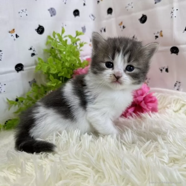 ゆーちゃん 様のお迎えした子猫