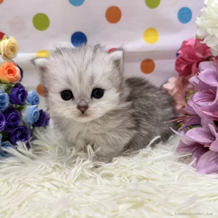ID:2403-02640の子猫