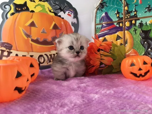 ID：1610-00157の子猫