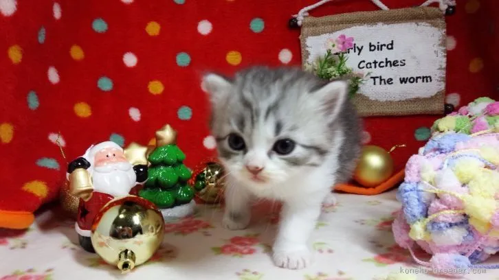 ID:1512-00251の子猫