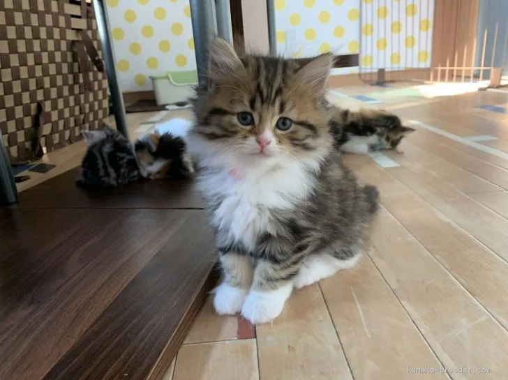 ID：1903-01444の子猫