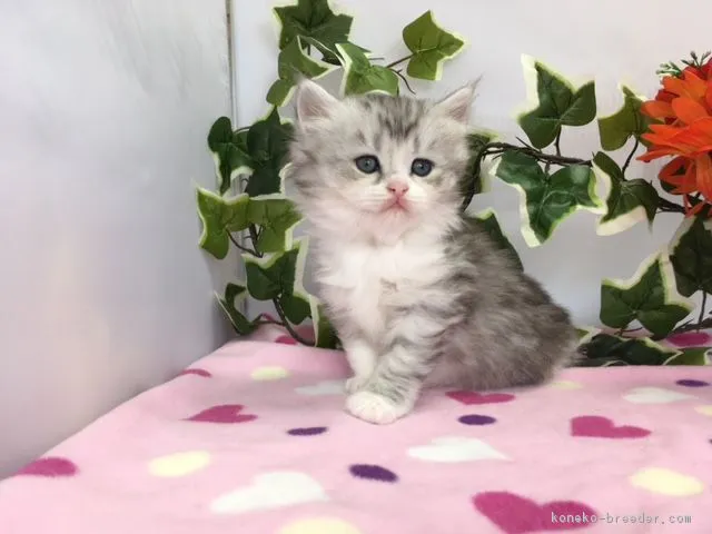 ID：1806-01037の子猫