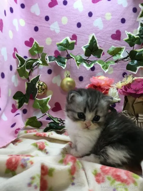 ID：1601-00407の子猫