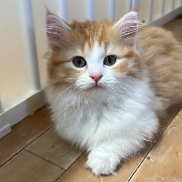 ID:2307-02126の子猫