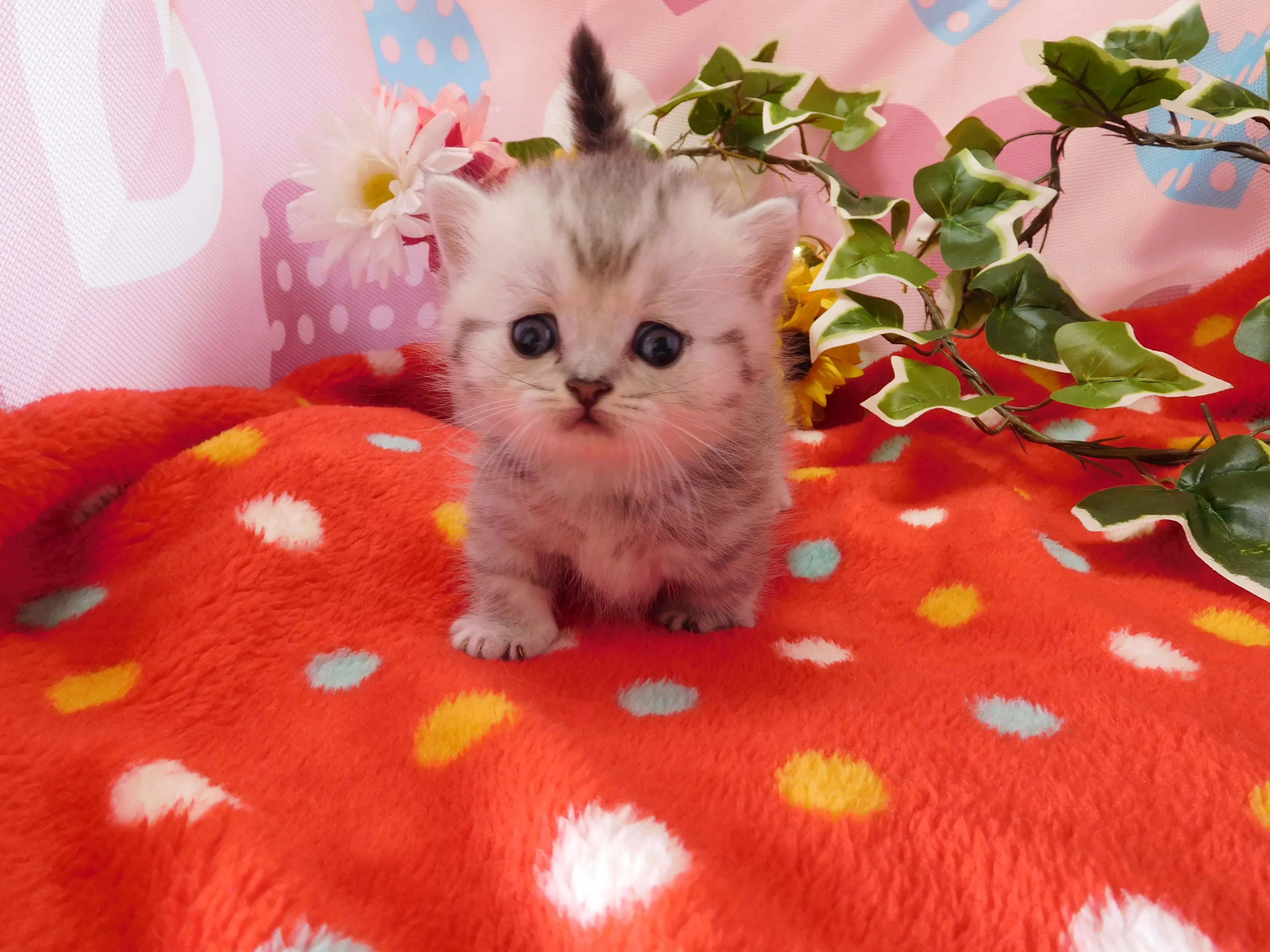 ID:1608-00844の子猫