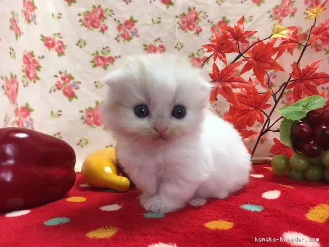 ID：1711-00196の子猫