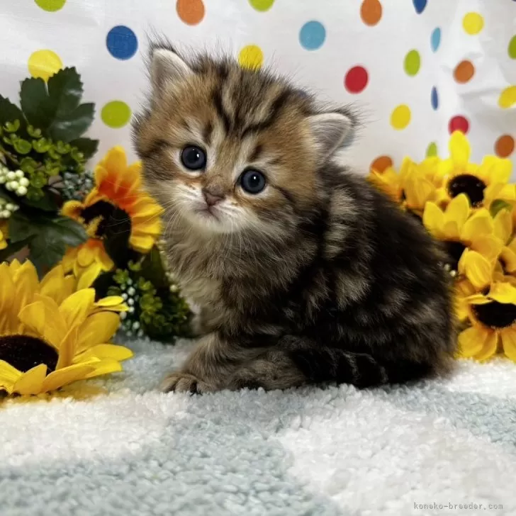 ID:2407-00429の子猫