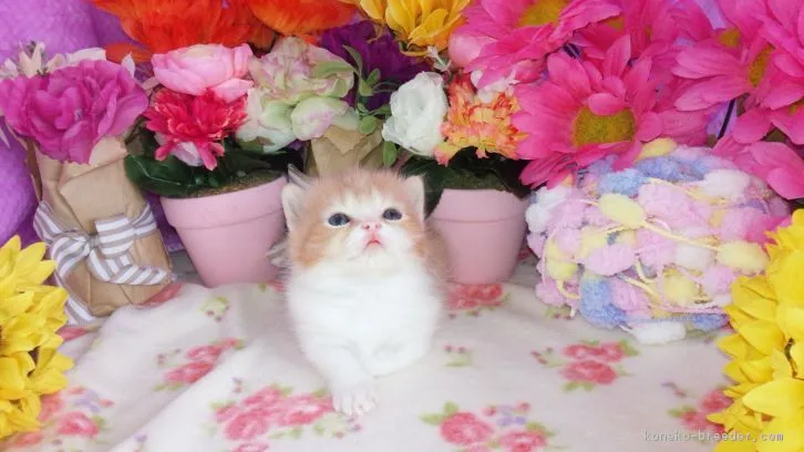 ID：1604-00405の子猫