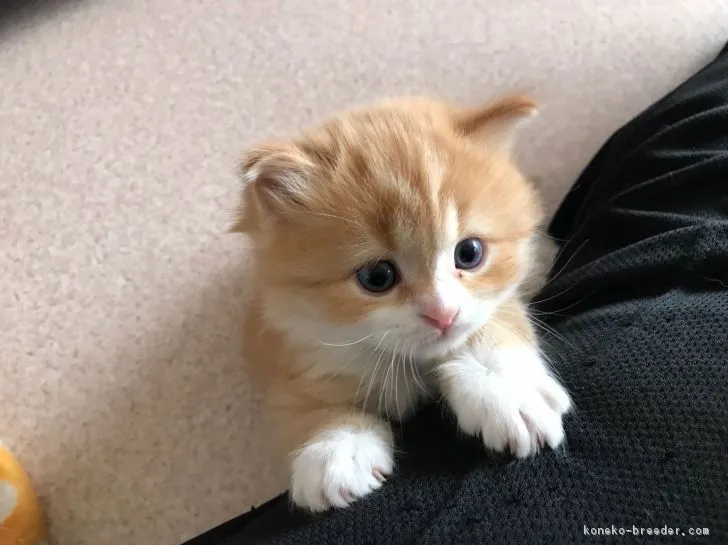 ID：1804-00424の子猫