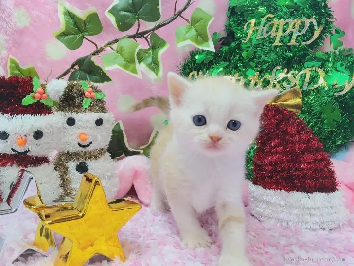 ID：1611-00726の子猫