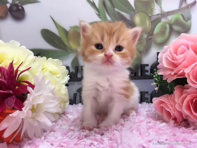 ID：1805-00723の子猫