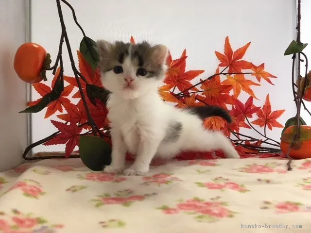 ID：1809-00140の子猫