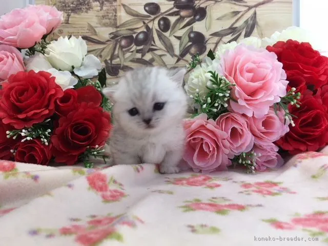 ID:1803-01373の子猫