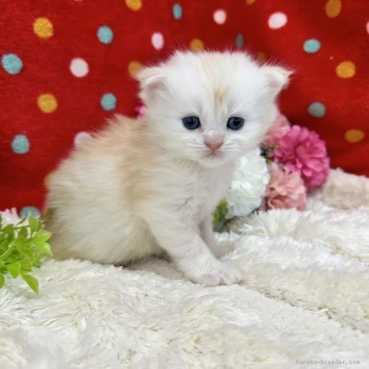 ID:2303-00362の子猫