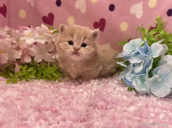 ID:2203-02164の子猫