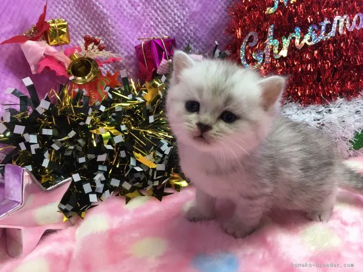 ID:1612-00113の子猫