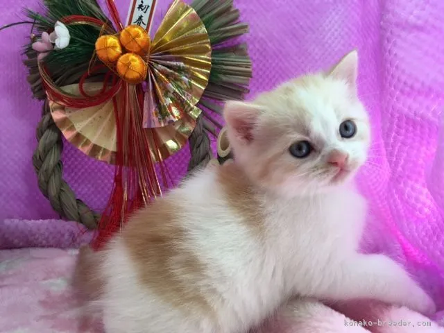 ID:1701-00453の子猫