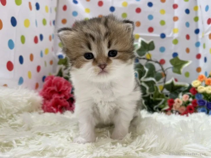 ID：2204-02891の子猫