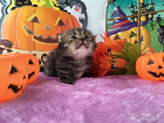 ID：1610-00159の子猫